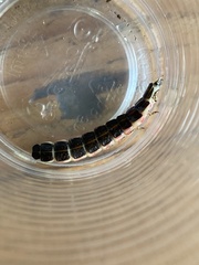 Lampyridae