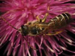 Halictus quadricinctus
