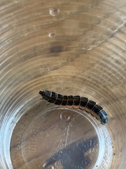 Lampyridae