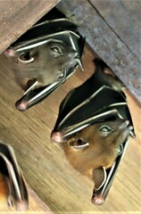 Cynopterus brachyotis