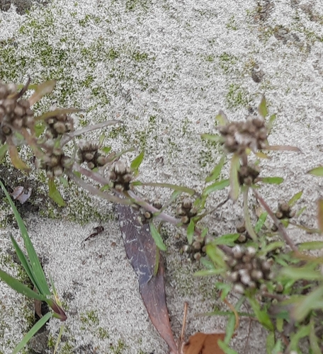 Gnaphalium pilulare (Gnaphalium pilulare)