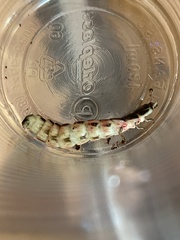Lampyridae
