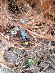 Thyreophora cynophila