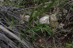 Lobelia anatina