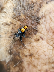 Thyreophora cynophila