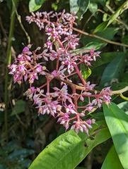 Ardisia