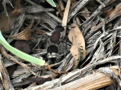 Mimecomutilla renominanda