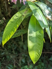 Ardisia