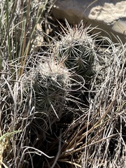 Neolloydia conoidea