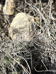 Neolloydia conoidea