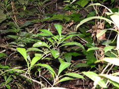 Laxoplumeria aberrans