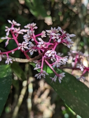 Ardisia
