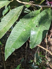 Ardisia