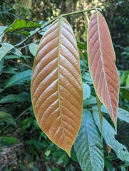 Dipterocarpus