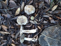 Cortinarius infractus