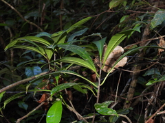 Laxoplumeria aberrans