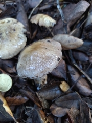 Cortinarius infractus