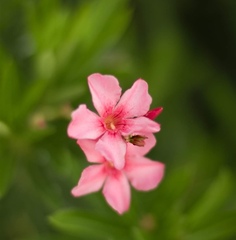 Apocynoideae
