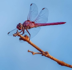 Orthemis discolor
