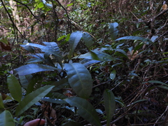 Laxoplumeria aberrans