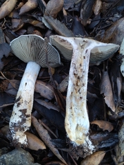 Cortinarius infractus