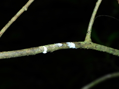 Laxoplumeria aberrans