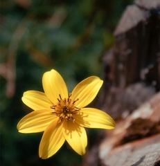 Bidens andicola