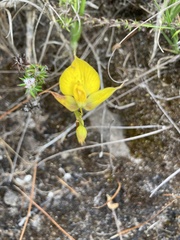 Disa tenuifolia