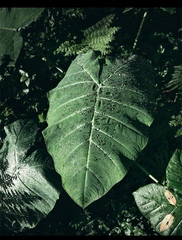 Alocasia macrorrhizos