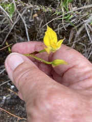 Disa tenuifolia