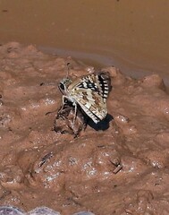Burnsius orcynoides