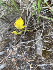 Disa tenuifolia