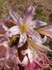 Ammocharis longifolia