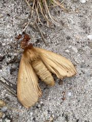 Phyllalia patens