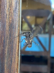 Aegomorphus circumflexus
