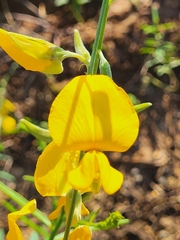 Crotalaria juncea