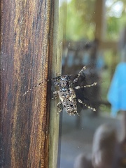 Aegomorphus circumflexus