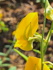 Crotalaria juncea