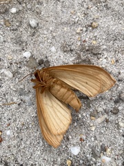 Phyllalia patens
