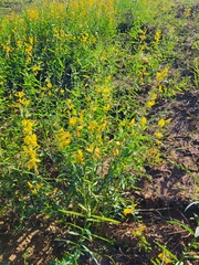 Crotalaria juncea