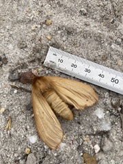 Phyllalia patens