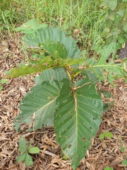 Dipterocarpus