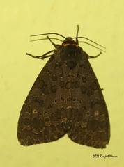 Olepa ricini