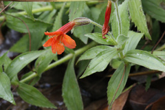 Erythranthe verbenacea