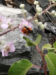 Bombus dahlbomii