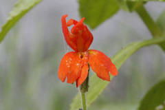 Erythranthe verbenacea
