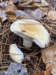 Hygrophorus flavodiscus