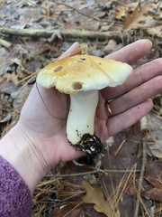 Hygrophorus flavodiscus