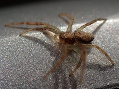 Philodromus