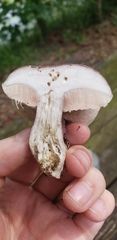 Tylopilus plumbeoviolaceus image